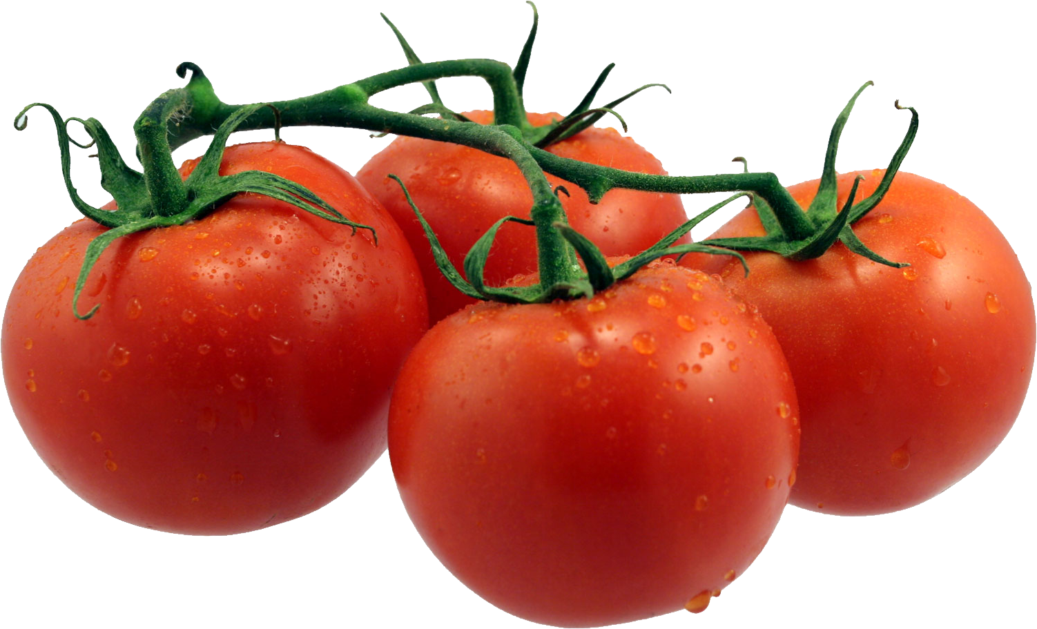 Tomato